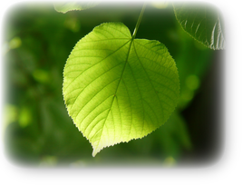 1日当たり6ヒット